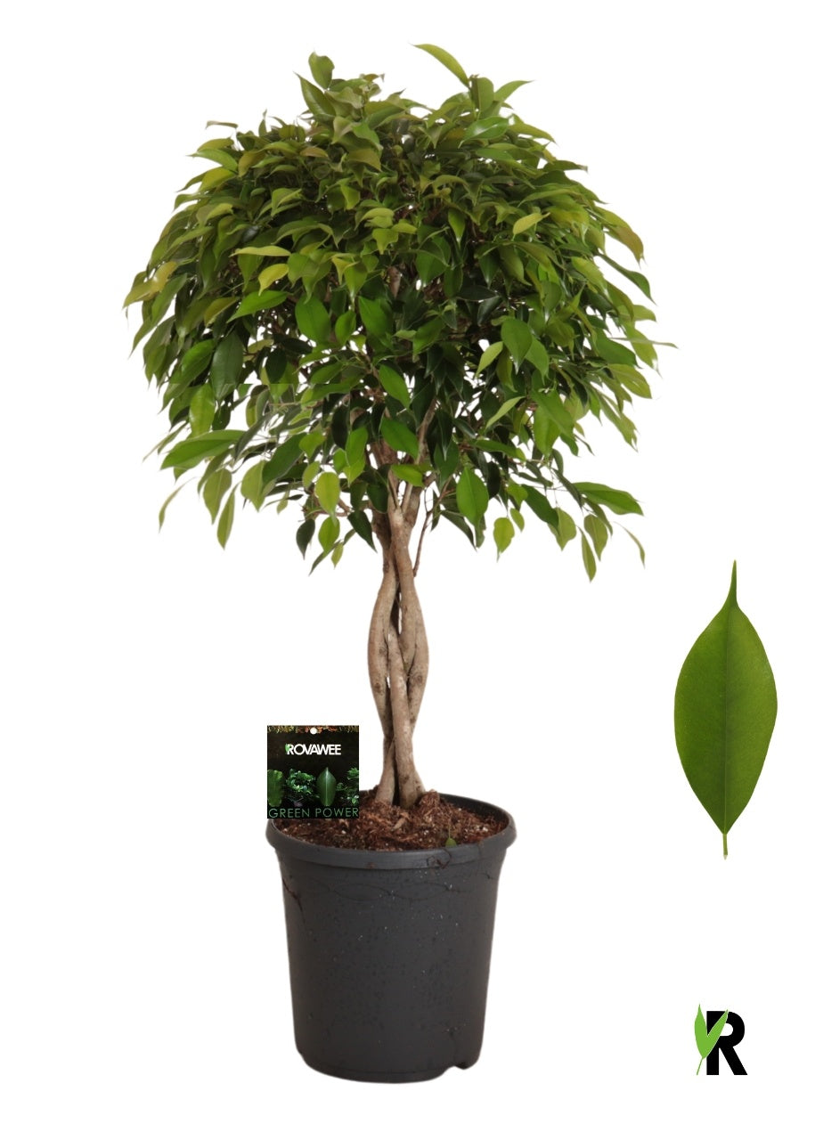Ficus benj. Foliole 95cm 23cm Pot