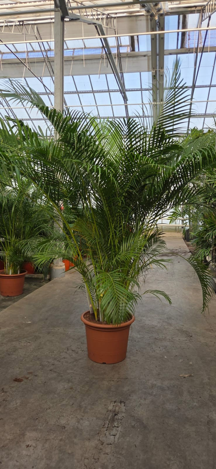 Dypsis lutescens 300cm 50cm Pot