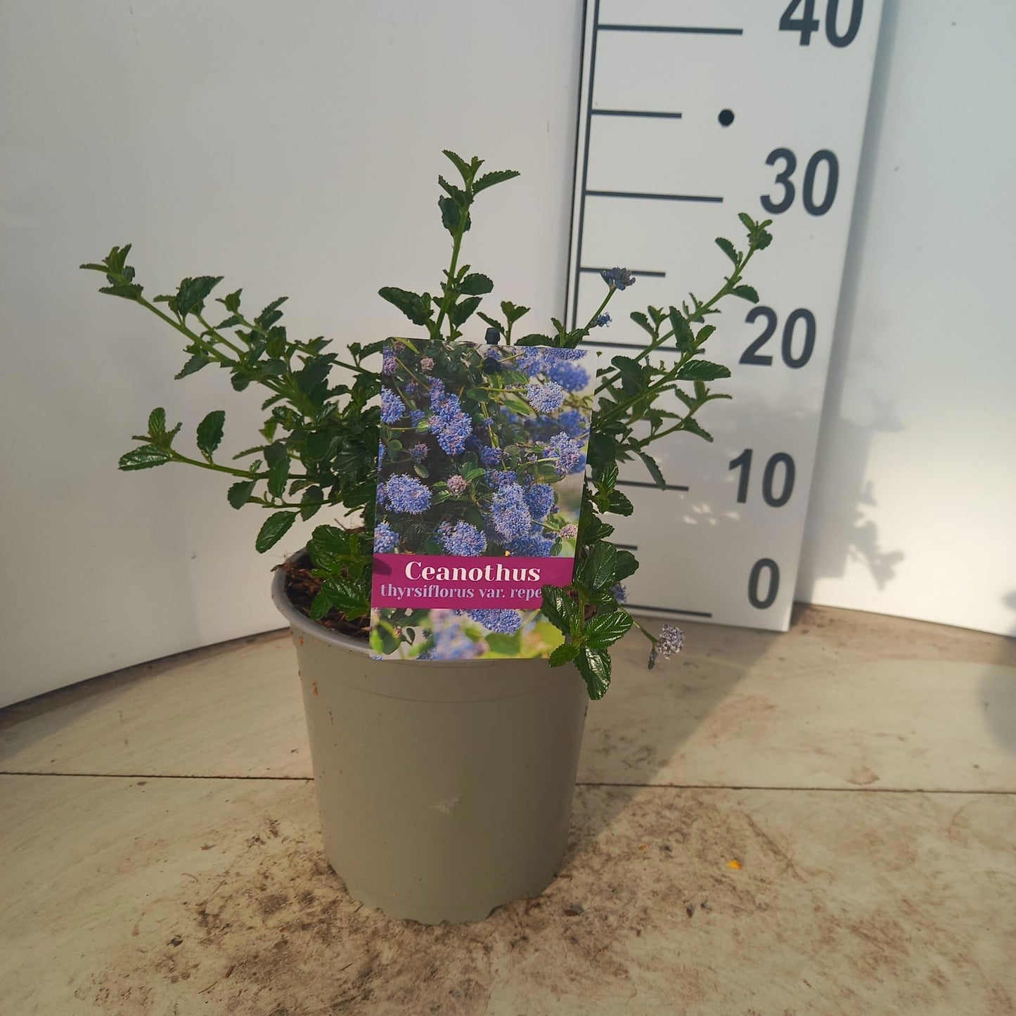 About Plants Zundert BV Ceanothus thyrsiflorus repens Pack of 1