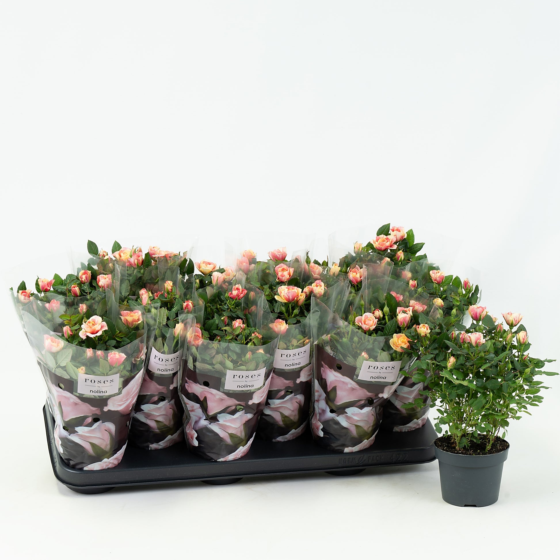 Rosa Gosia 28cm 10.5cm Pot