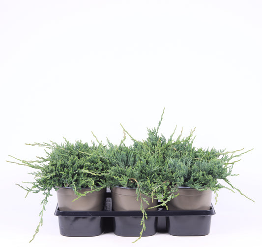 Juniperus Wiltonii 20cm 15cm Pot