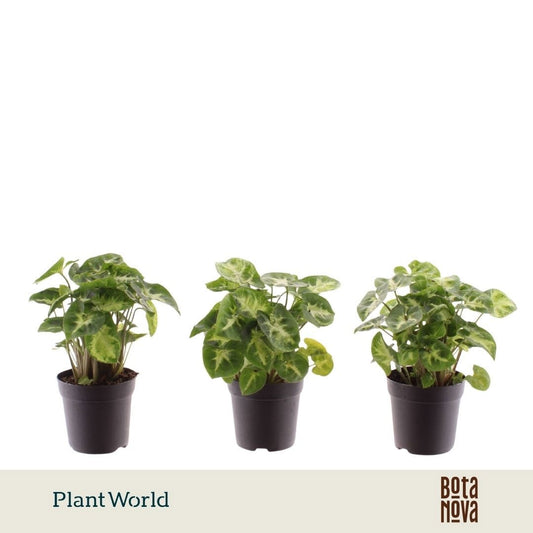 Syngonium Pixie 15cm 7cm Pot