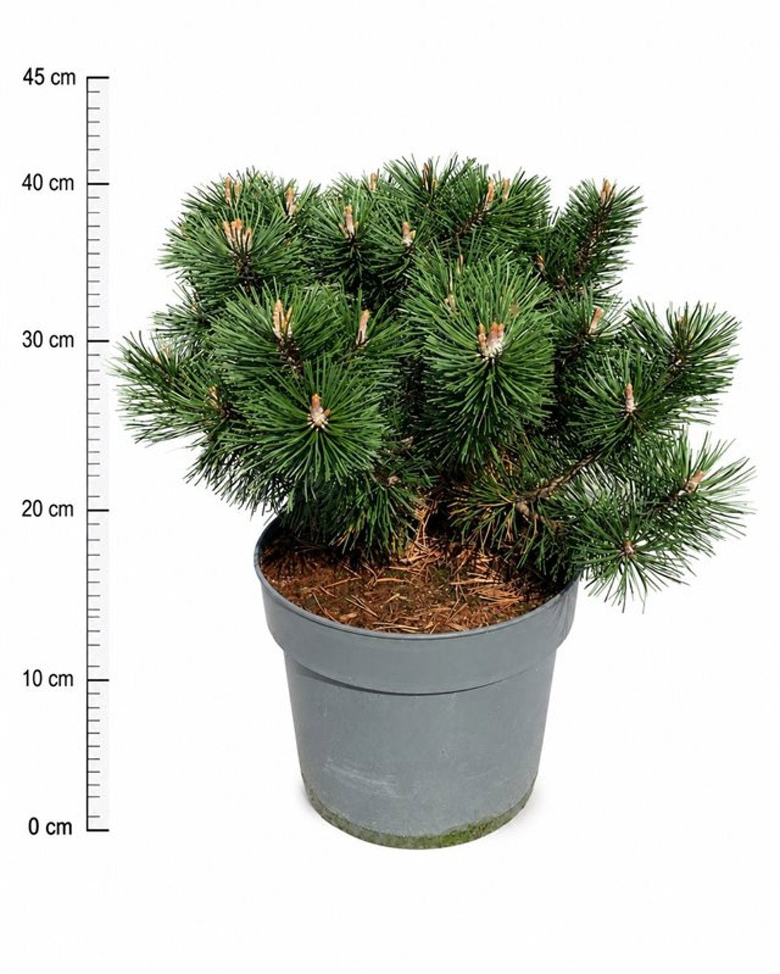 Pinus mugo Humpy 50cm 26cm Pot