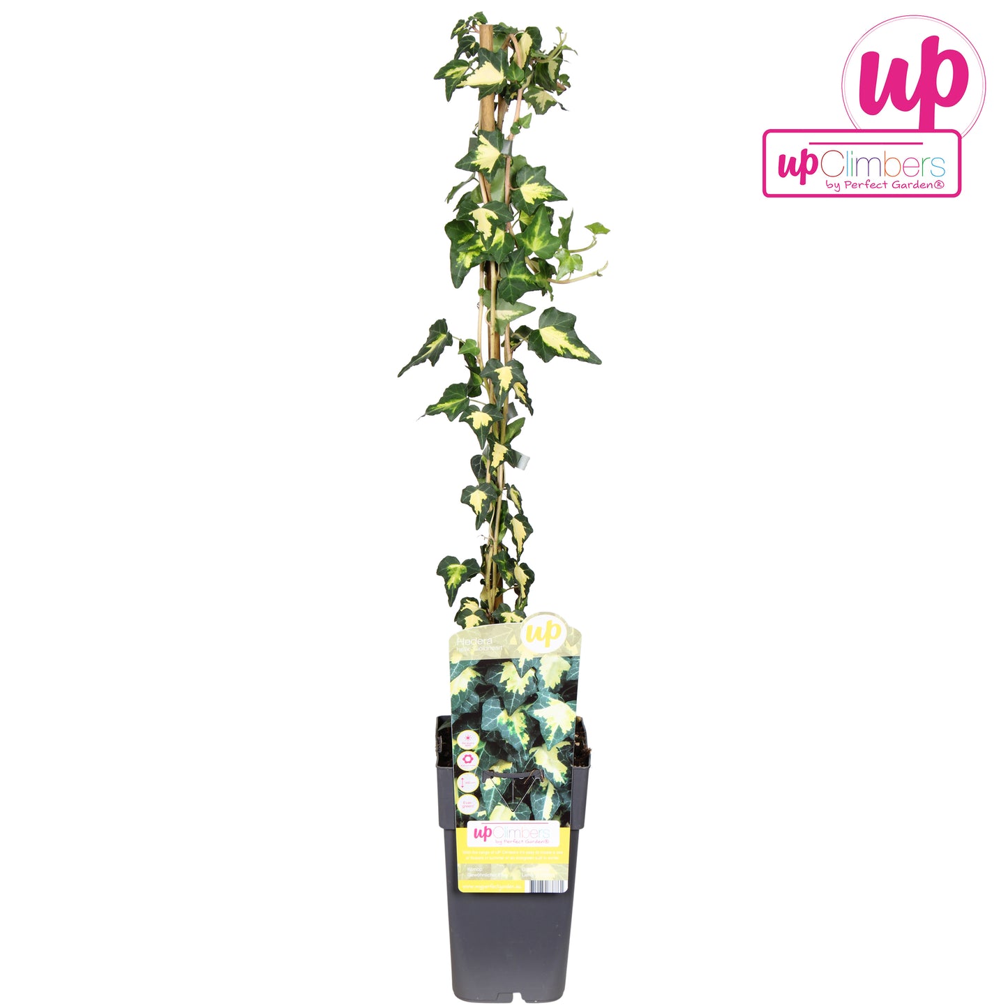 Hedera helix Goldheart 15cm Pot