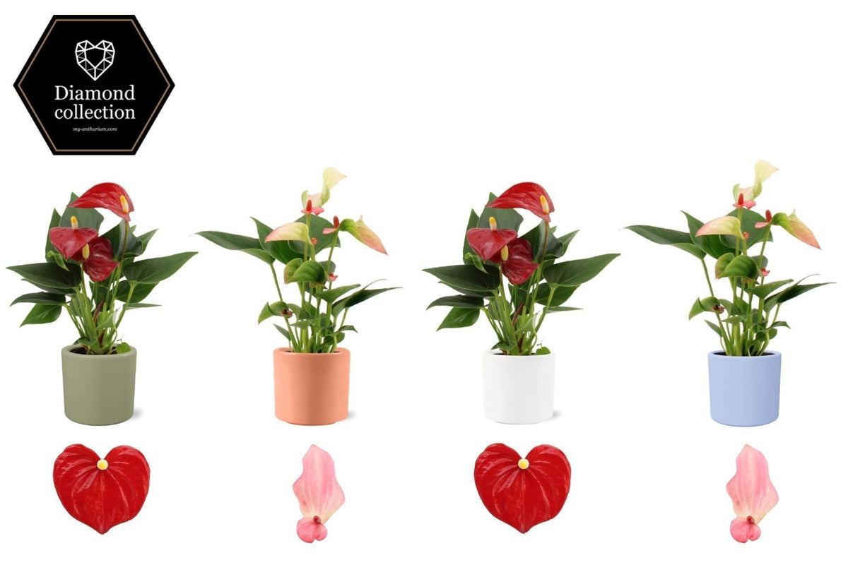 Anthurium mix 18cm 6cm Pot