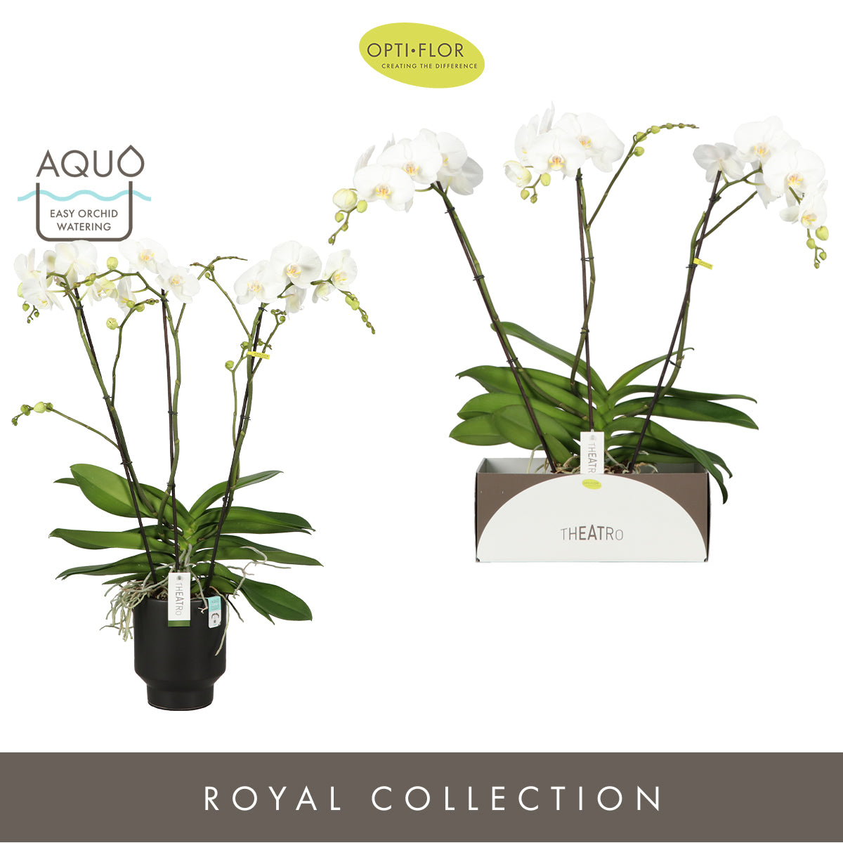Phalaenopsis white 85cm 17cm Pot