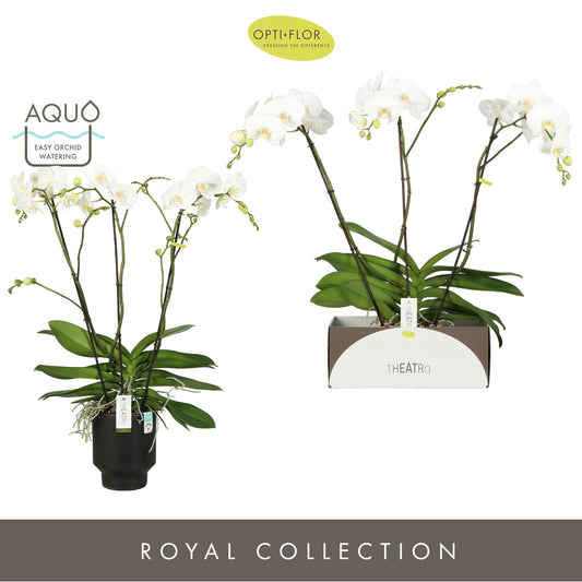 Phalaenopsis white 85cm 17cm Pot