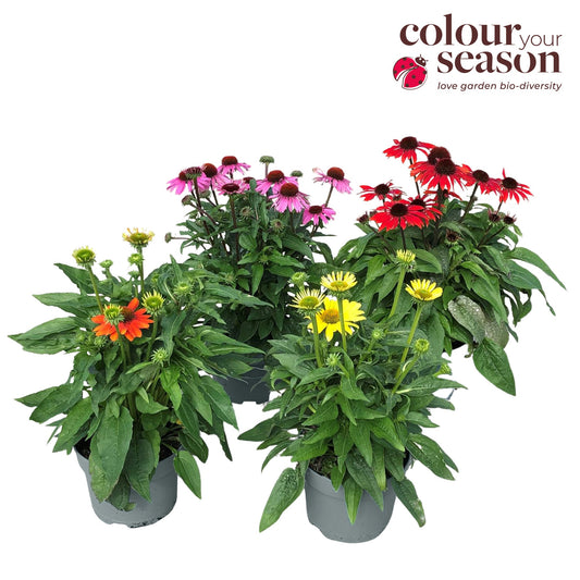 Echinacea purpurea 50cm 19cm Pot