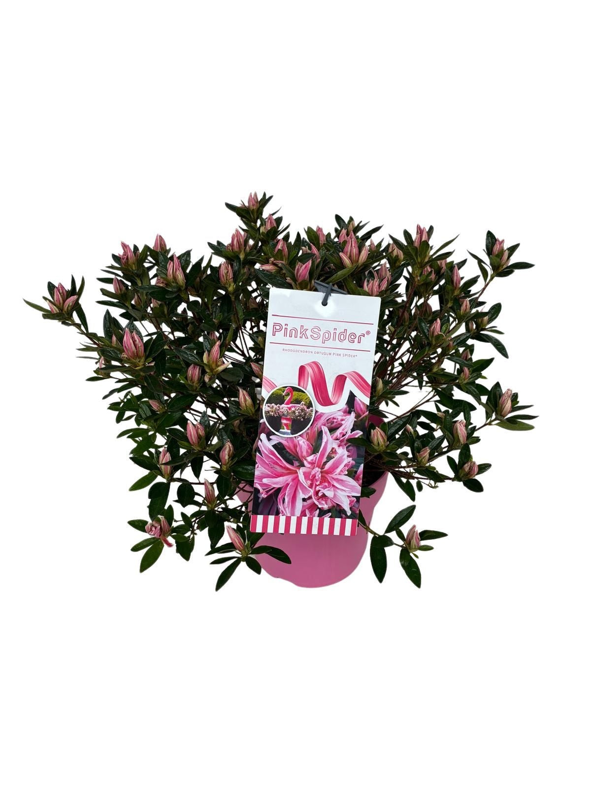 Leybaert BVBA Rhododendron Pink Spider Pack of 1