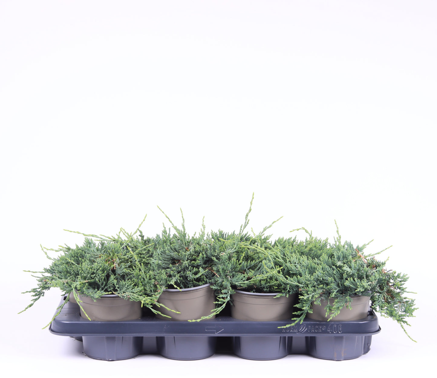 Juniperus Wiltonii 20cm 13cm Pot