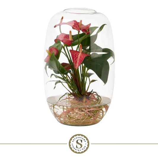 Anthurium White Champion 40cm 9cm Pot