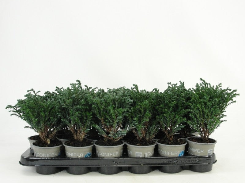 Chamaecyparis Blue Planet 15cm 9cm Pot
