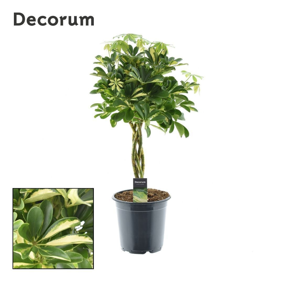 Schefflera Gold Capella 70cm 21cm Pot