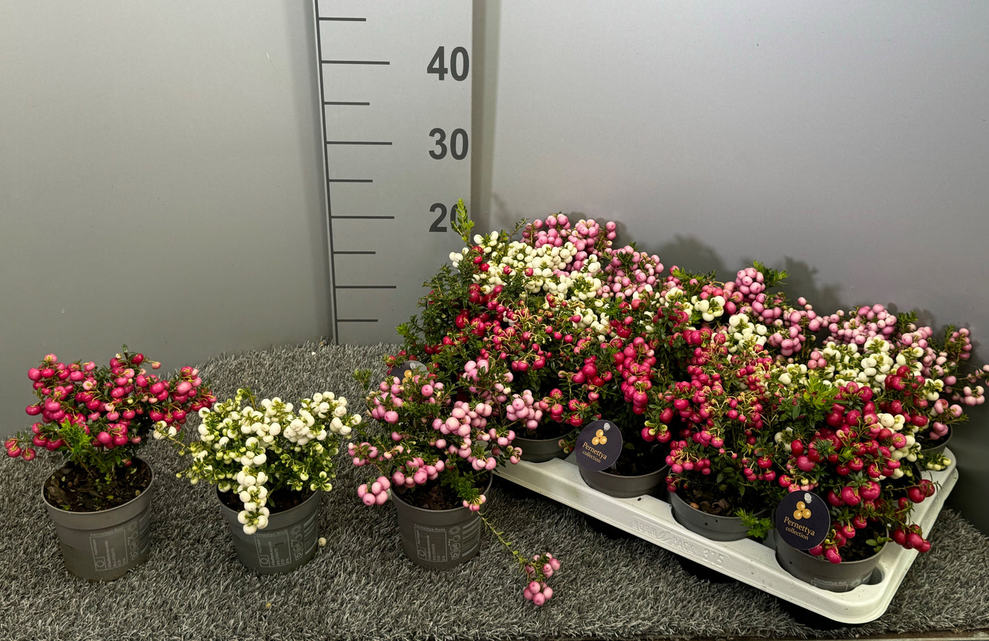 Bakhuijzen, J.W. Gaultheria procumbens Pack of 15