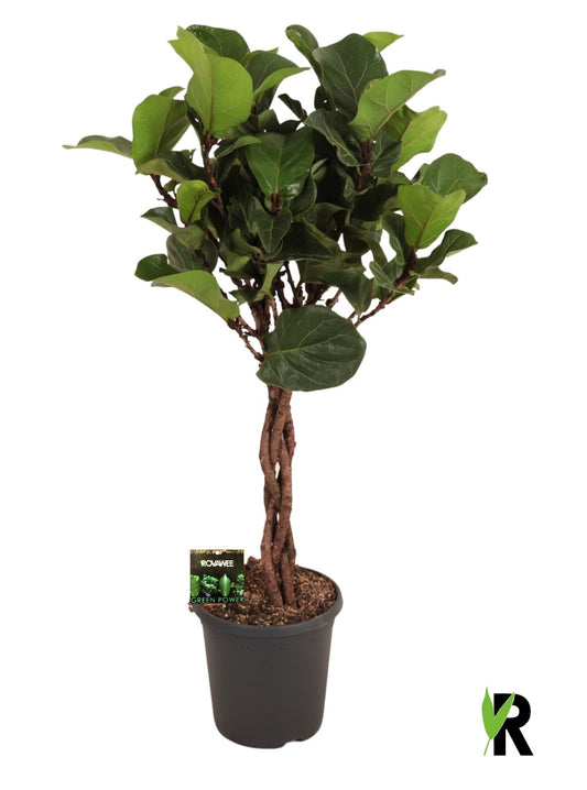Ficus lyrata 110cm 23cm Pot