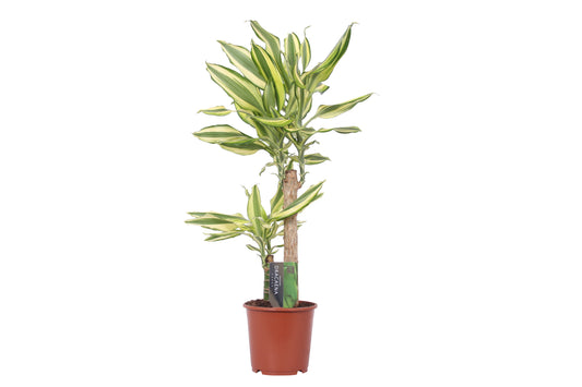 Dracaena fragrans Yellow Coast 85cm 17cm Pot