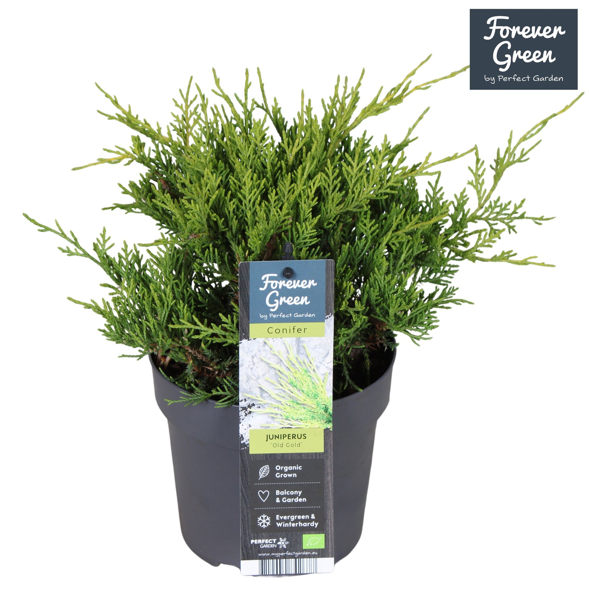 Juniperus Old Gold 30cm 14cm Pot