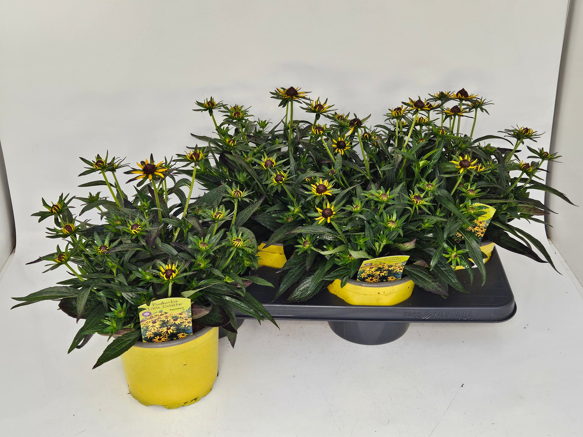 Rudbeckia Little Goldstar 45cm 17cm Pot