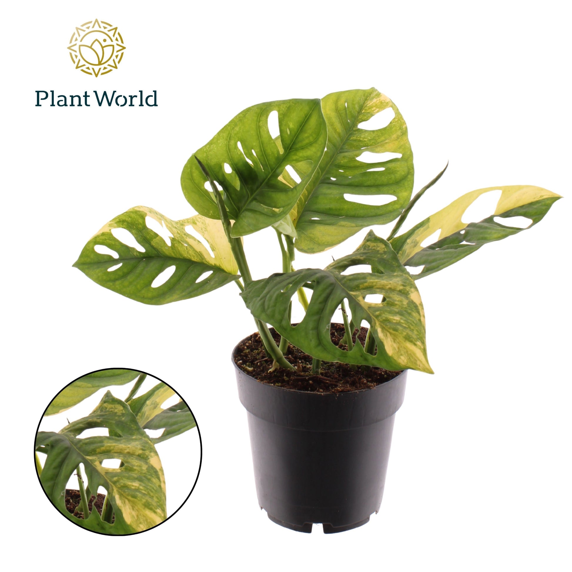 Monstera adansonii Aurea 30cm 14cm Pot