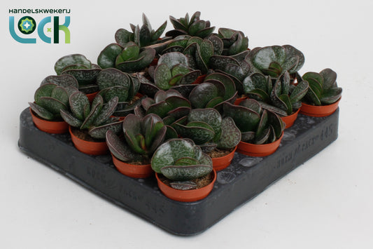 Adromischus cooperii 10cm 505cm Pot