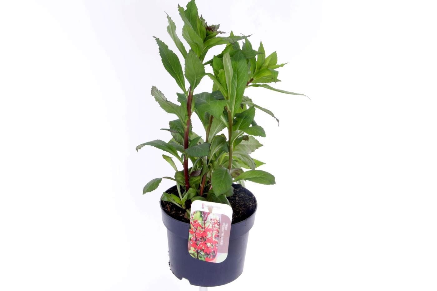 Lobelia spec. Fan Scarlet 35cm 17cm Pot