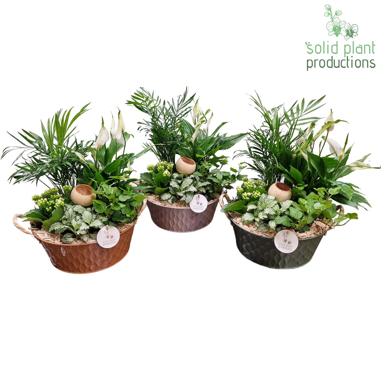 Solid Plant Productions SC017 Chicago Pack of 3