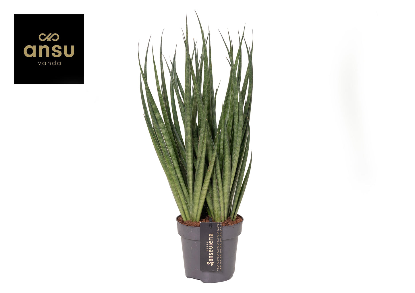 Sansevieria Comet Kichaka 35cm 12cm Pot
