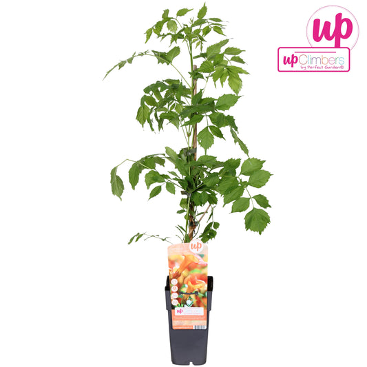 Campsis tagliabuana Madame Galen 65cm 15cm Pot