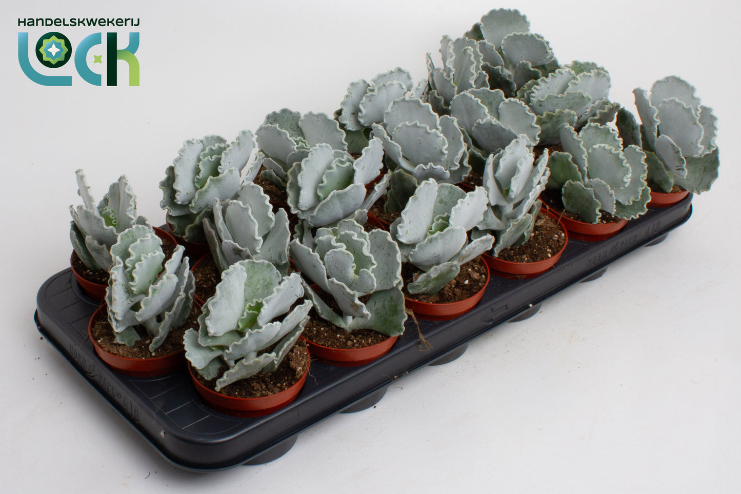Cotyledon undulata 15cm 8.5cm Pot