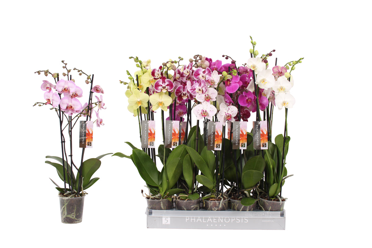 Phalaenopsis mix 60cm 12cm Pot
