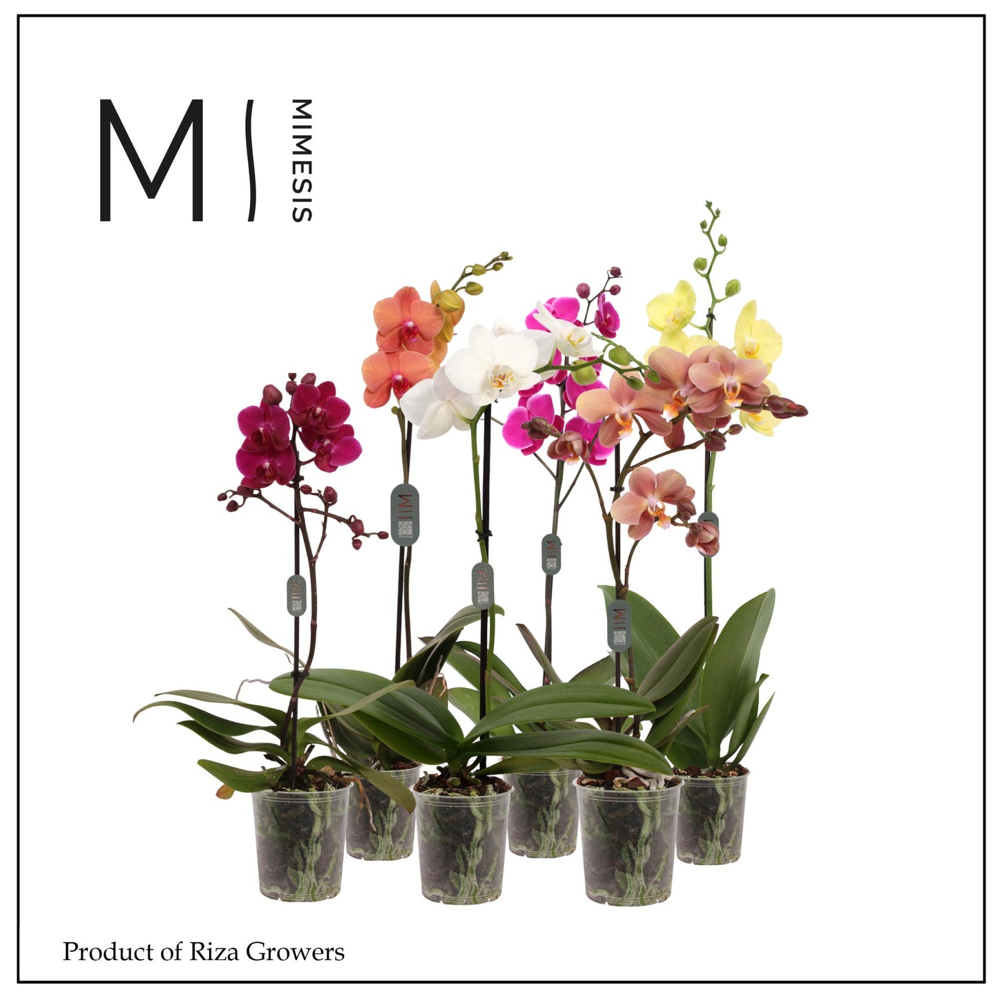 Phalaenopsis mix Mimesis 50cm 12cm Pot