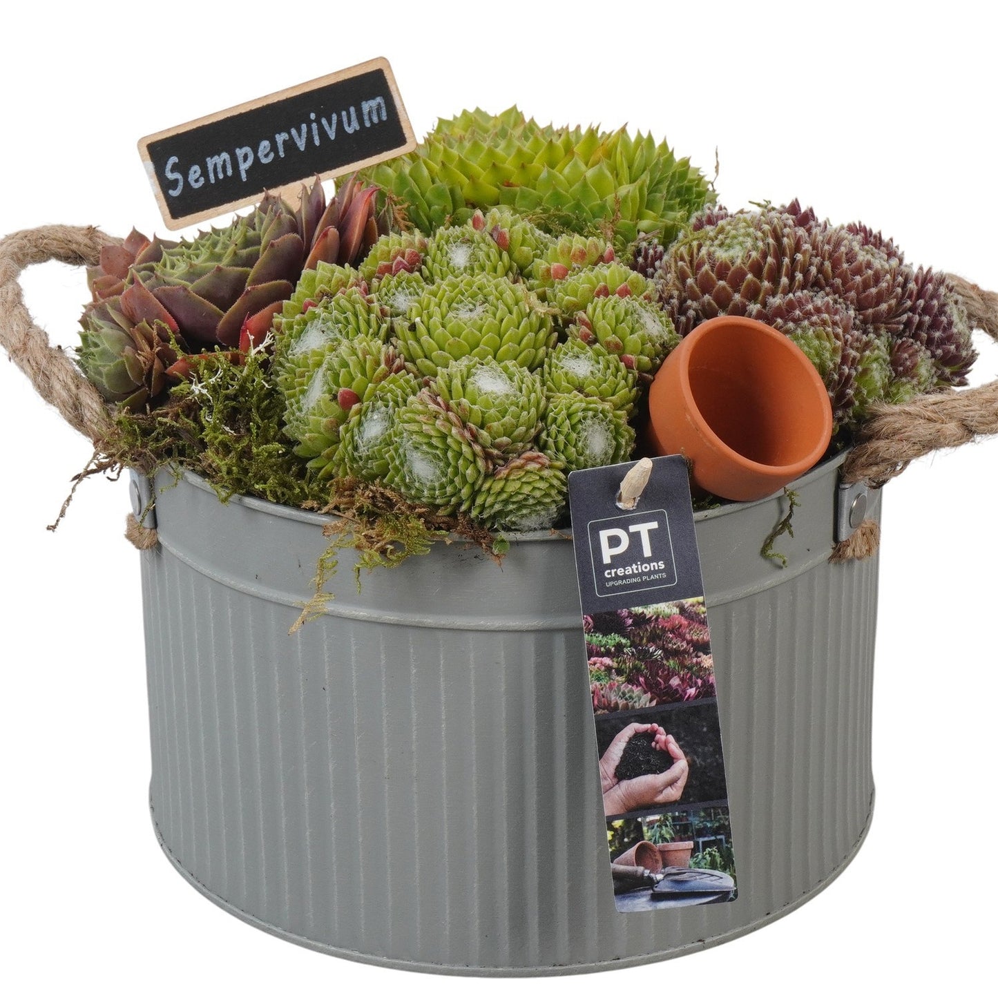 arr. Sempervivum 20cm 21cm Pot