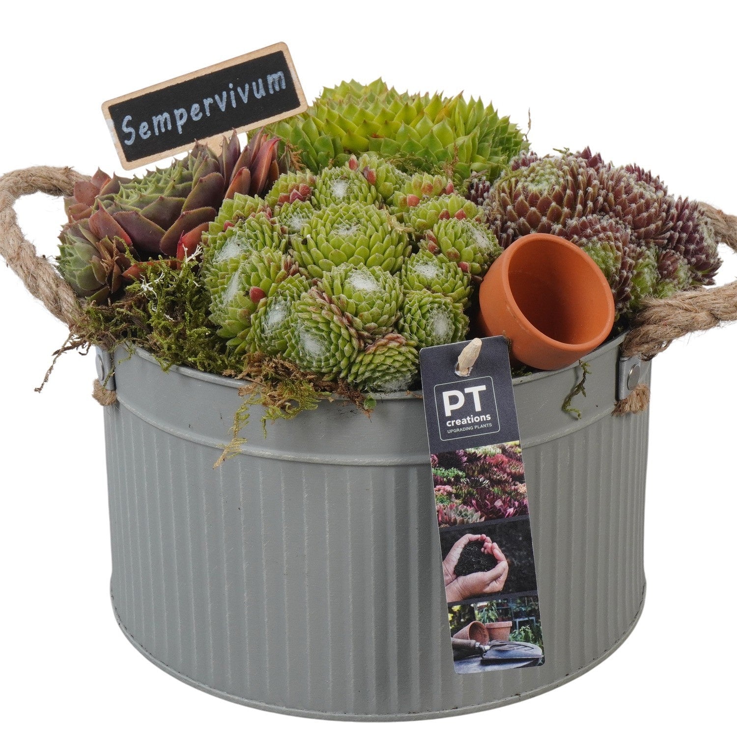 arr. Sempervivum 20cm 21cm Pot