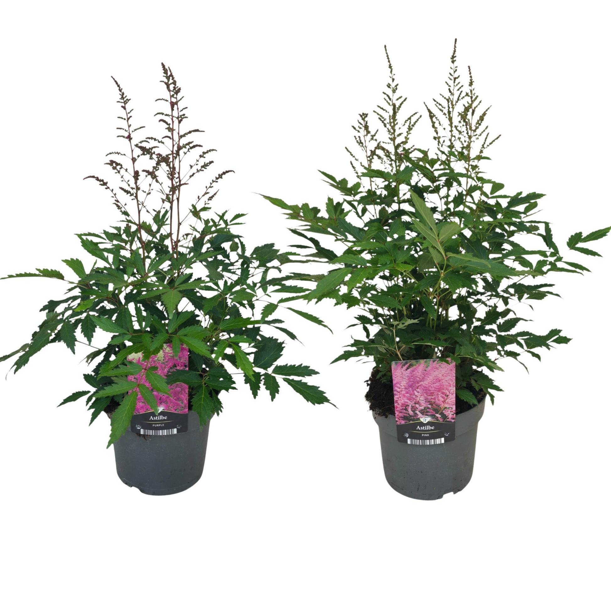 Astilbe Hybrid 50cm 17cm Pot