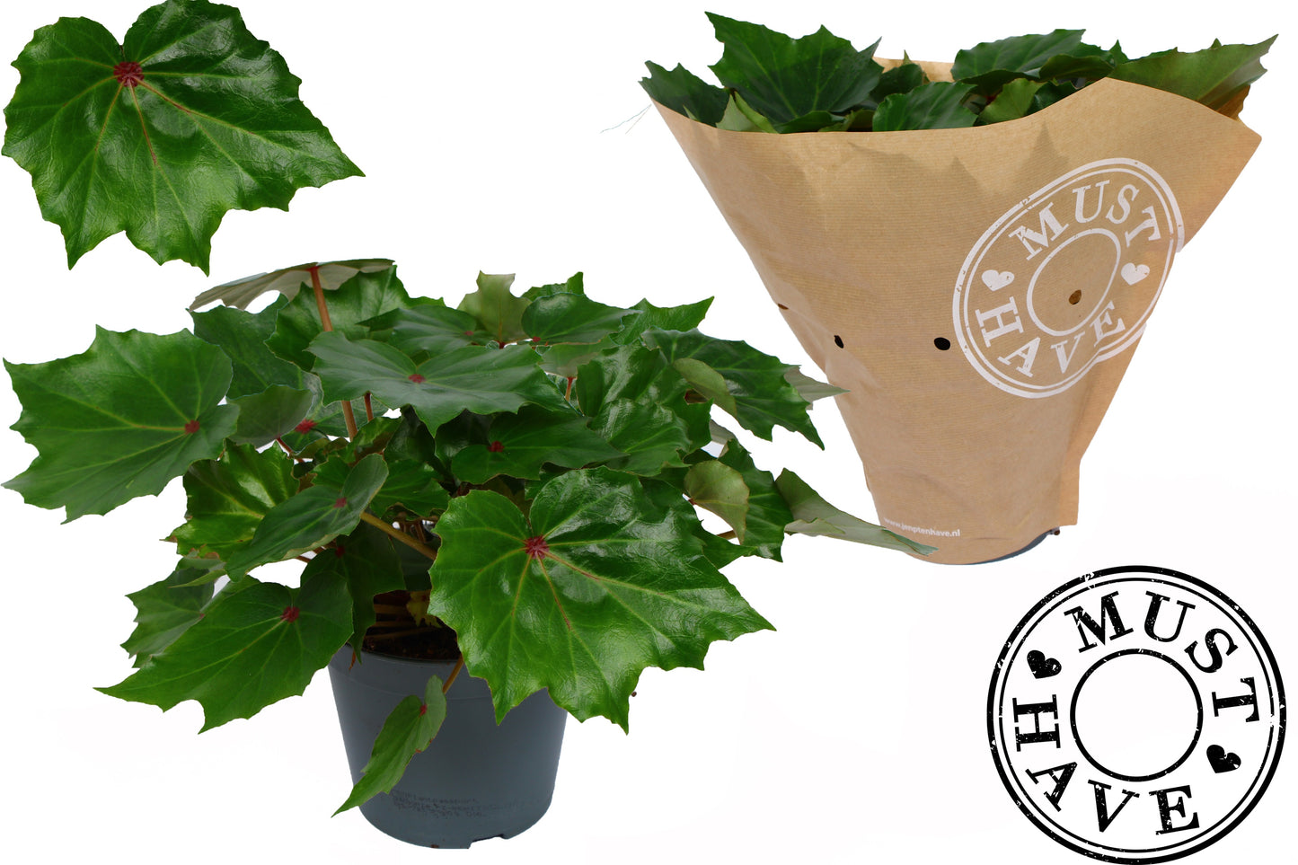 Begonia Rubi Verde 35cm 13cm Pot