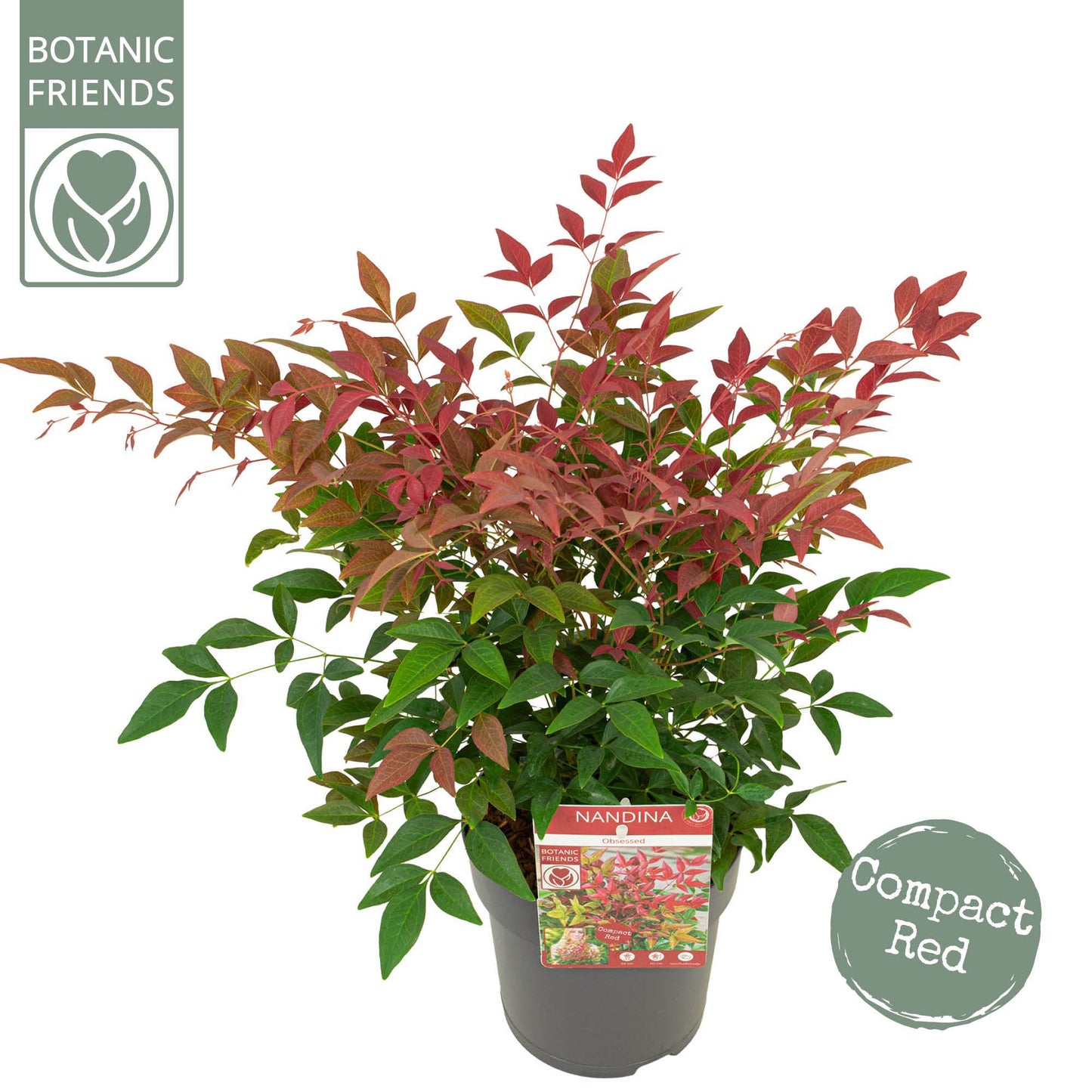 Nandina domestica Obsessed 30cm 15cm Pot