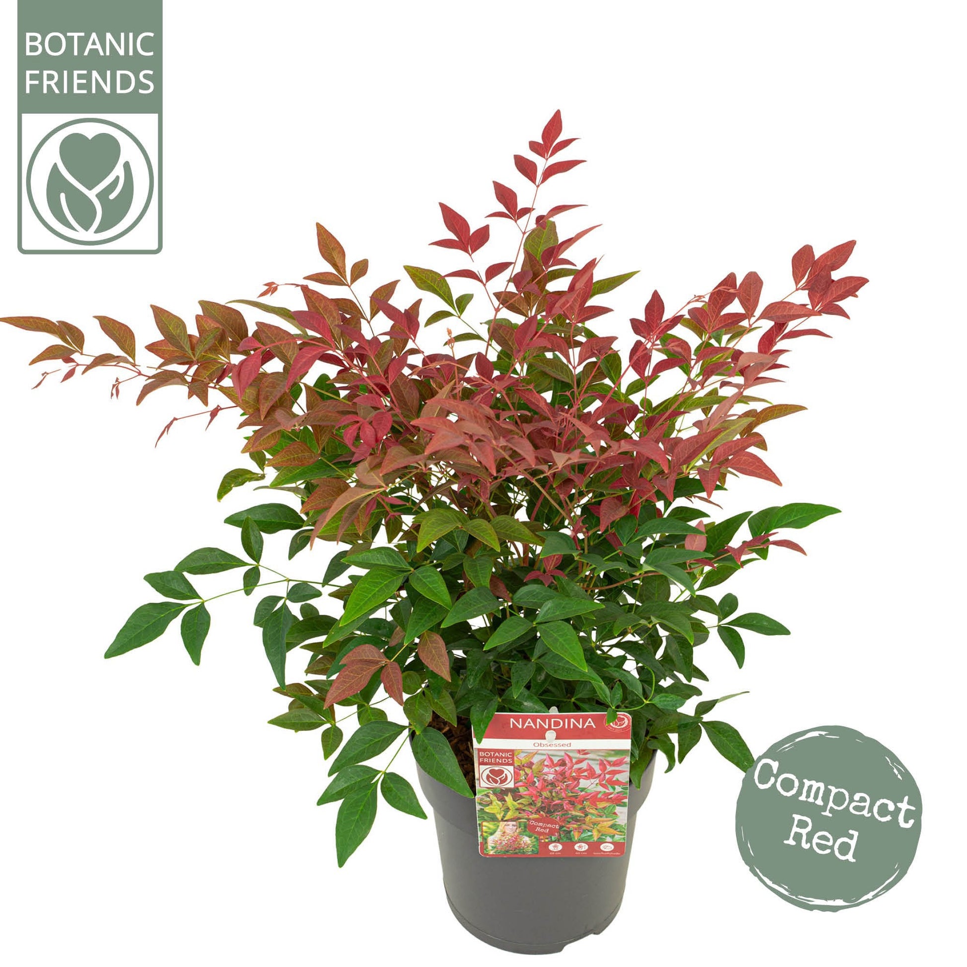 Nandina domestica Obsessed 30cm 15cm Pot