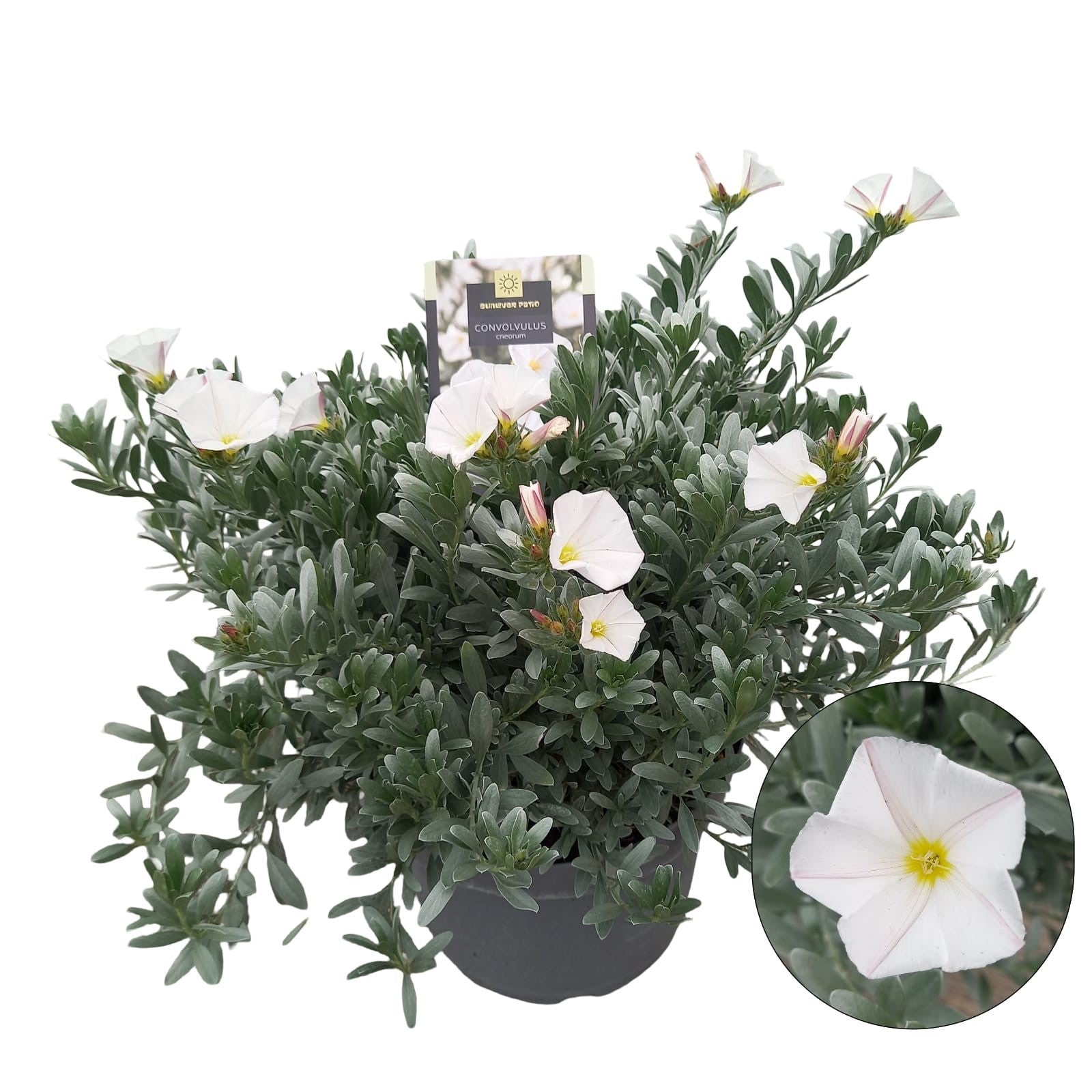 Convolvulus cneorum 45cm 29cm Pot