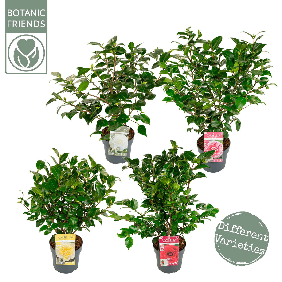 Camellia japonica 50cm 19cm Pot