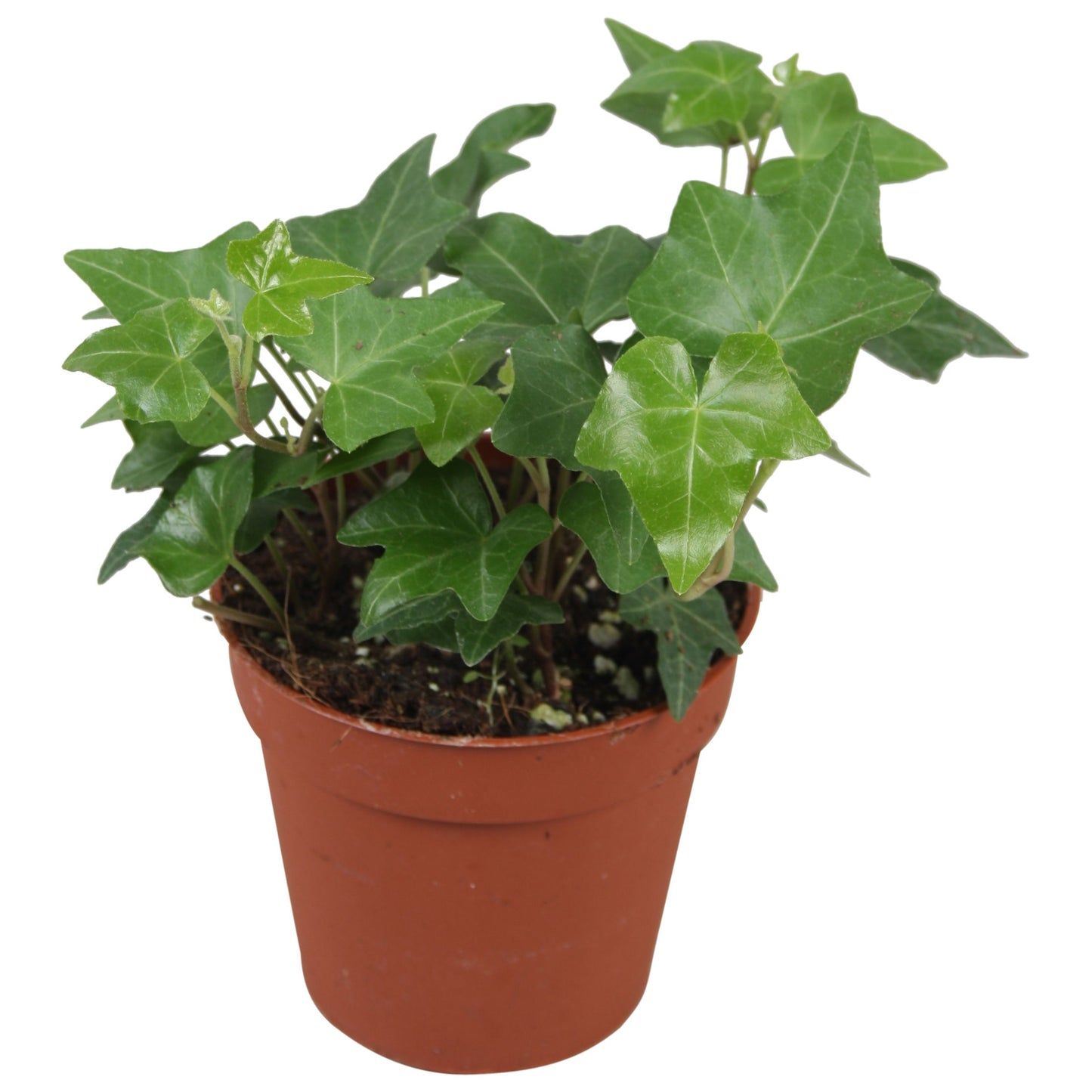 Vireo-Hedera plant BV Hedera helix green Pack of 18