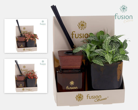 Fusion Scentsglazen gift set met Fittonia 20cm 7cm Pot