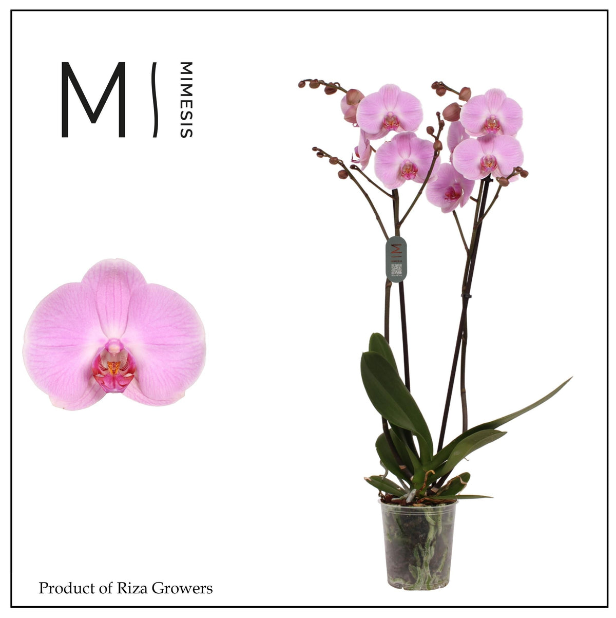 Phalaenopsis Elion 70cm 12cm Pot