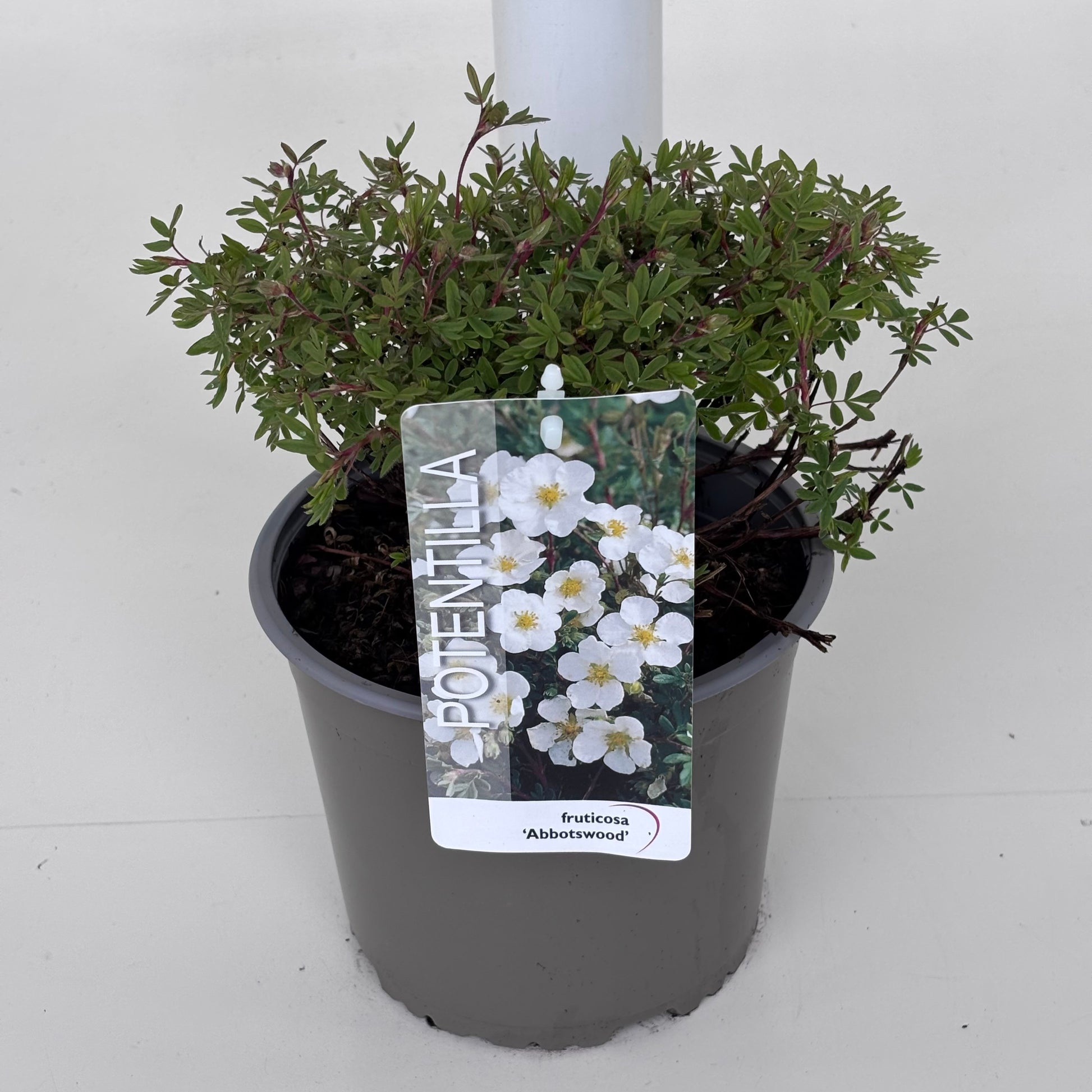 Potentilla frut. Abbotswood 20cm 19cm Pot