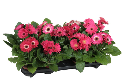 Gerbera Flori Line purple 22cm 12cm Pot