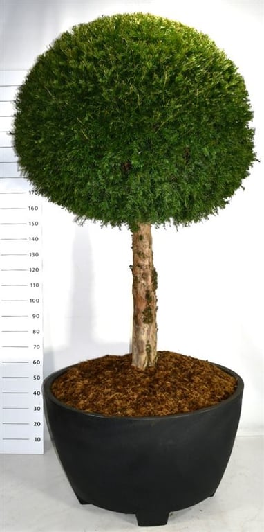 Taxus baccata 270cm 100cm Pot