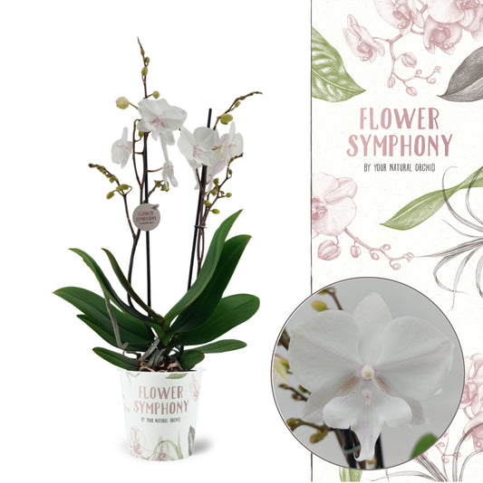Phalaenopsis Manta Similan 45cm 12cm Pot