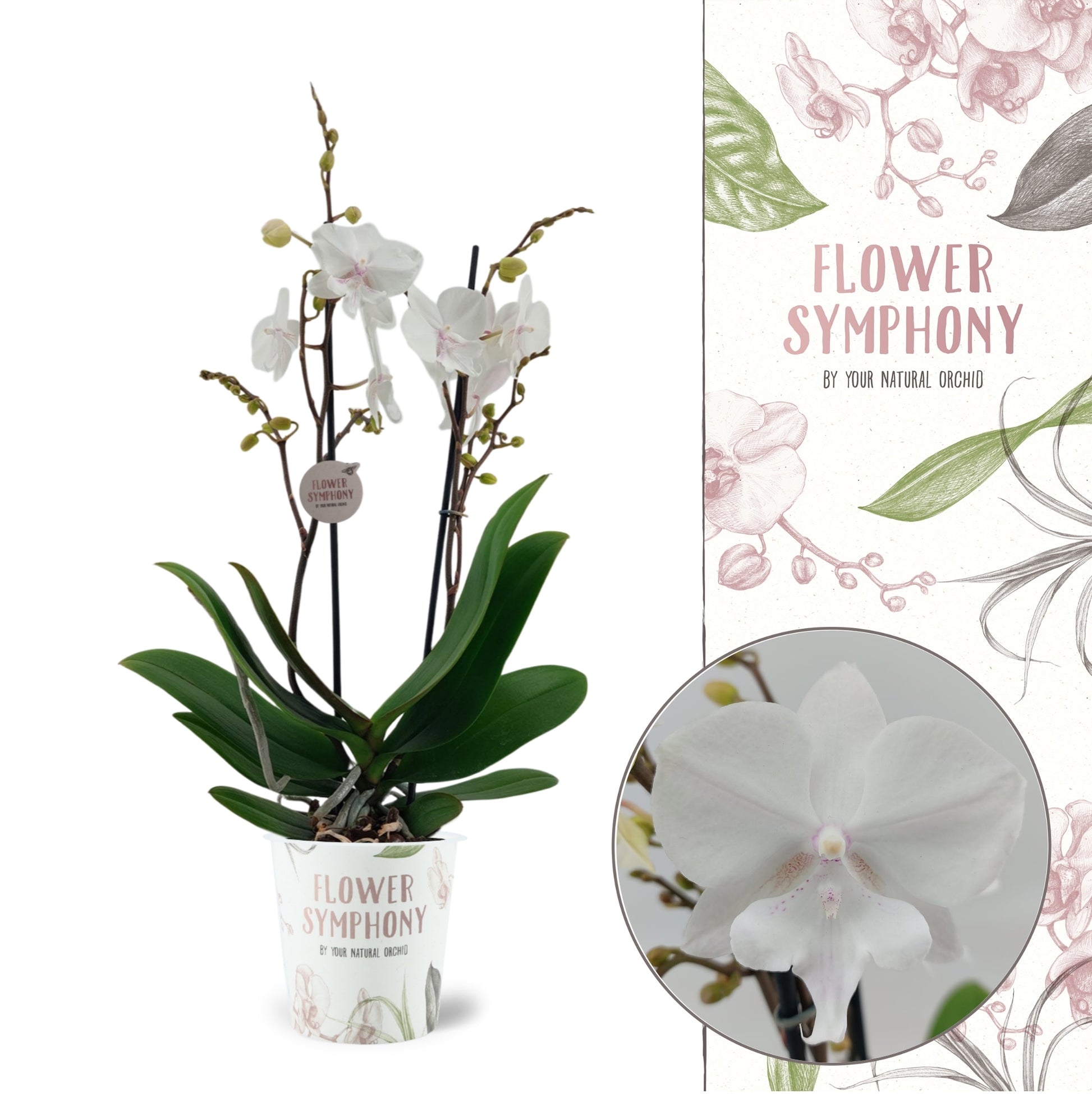 Phalaenopsis Manta Similan 45cm 12cm Pot