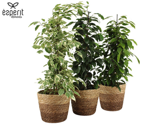 Ficus benjamina mix 65cm 17cm Pot