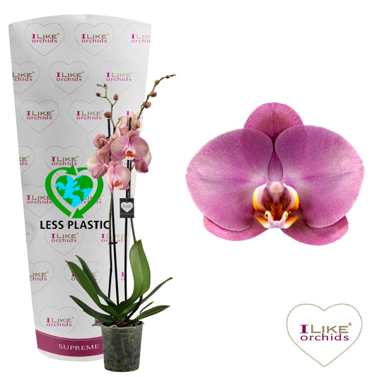 Phalaenopsis Hybrid 65cm 12cm Pot