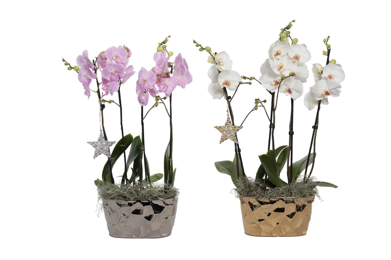 Phalaenopsis Hybrid 55cm 999cm Pot